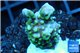 Montipora green & purple polyps 2-4 cm WYSIWYG acclimaté