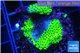 Montipora green & purple polyps 2-4 cm WYSIWYG acclimaté