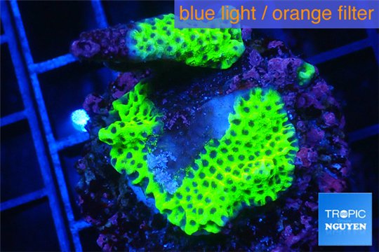 Montipora green & purple polyps 2-4 cm WYSIWYG acclimaté