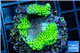 Montipora green & purple polyps 2-4 cm WYSIWYG acclimaté