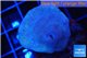 Sarcophyton green polyps 3-6 cm WYSIWYG acclimaté