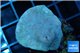 Sarcophyton green polyps 3-6 cm WYSIWYG acclimaté