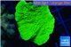Montipora green cap 4-5 cm WYSIWYG acclimaté