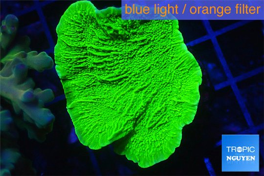 Montipora green cap 4-5 cm WYSIWYG acclimaté