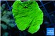 Montipora green cap 4-5 cm WYSIWYG acclimaté