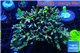 Acropora premium deep water 14-17 cm WYSIWYG acclimaté