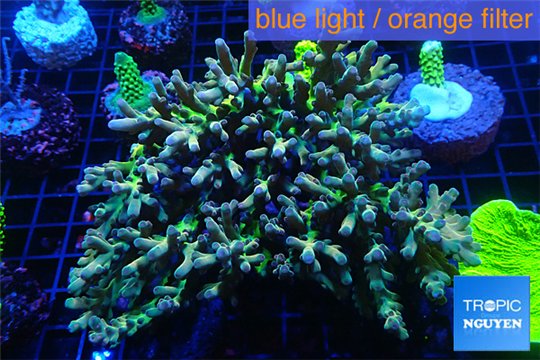 Acropora premium deep water 14-17 cm WYSIWYG acclimaté