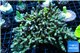 Acropora premium deep water 14-17 cm WYSIWYG acclimaté