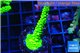 Acropora neon green 4-5 cm WYSIWYG acclimaté