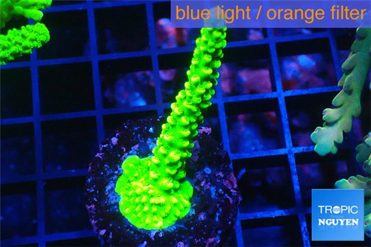 Acropora neon green 4-5 cm WYSIWYG acclimaté