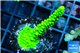 Acropora neon green 4-5 cm WYSIWYG acclimaté