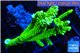 Acropora neon green (without plug) 8-11 cm WYSIWYG acclimaté
