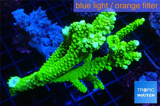 Acropora neon green (without plug) 8-11 cm WYSIWYG acclimaté