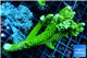 Acropora neon green (without plug) 8-11 cm WYSIWYG acclimaté