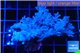Cespitalaria blue 6-9 cm WYSIWYG acclimaté