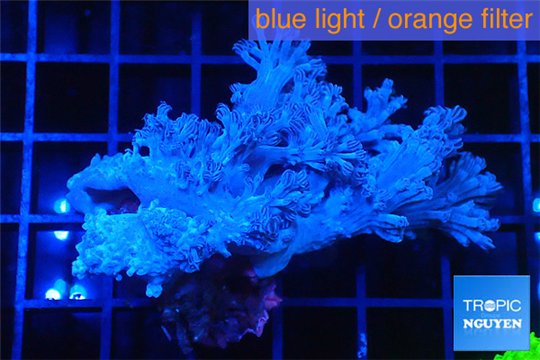 Cespitalaria blue 6-9 cm WYSIWYG acclimaté