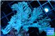 Cespitalaria blue 6-9 cm WYSIWYG acclimaté