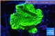 Montipora green & purple polyps 3-4 cm WYSIWYG acclimaté