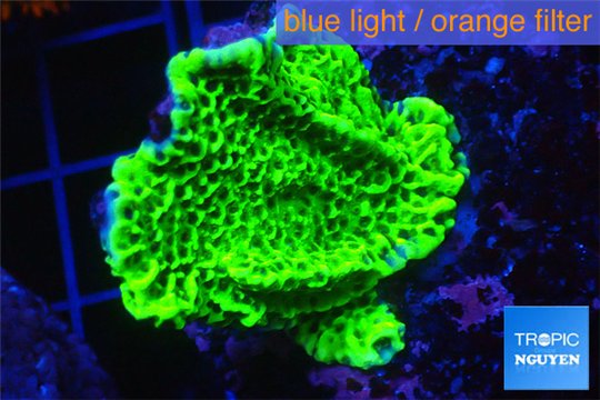 Montipora green & purple polyps 3-4 cm WYSIWYG acclimaté