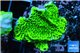 Montipora green & purple polyps 3-4 cm WYSIWYG acclimaté