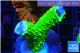 Acropora neon green frag 3-5 cm WYSIWYG acclimaté