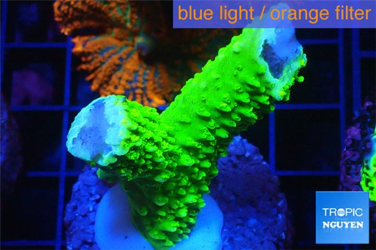 Acropora neon green frag 3-5 cm WYSIWYG acclimaté