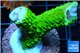 Acropora neon green frag 3-5 cm WYSIWYG acclimaté