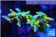 Acropora Fijii deep water premium 3-4 cm WYSIWYG acclimaté