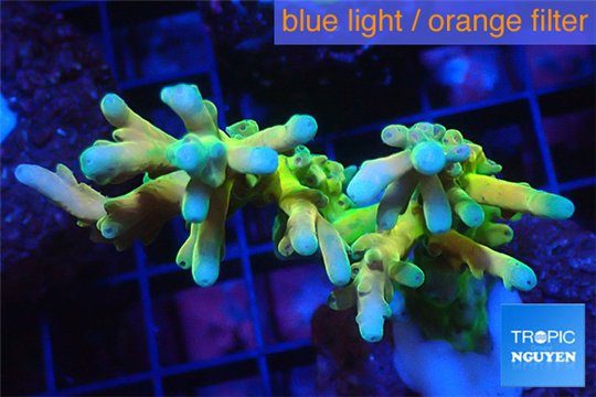 Acropora Fijii deep water premium 3-4 cm WYSIWYG acclimaté