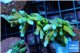 Acropora Fijii deep water premium 3-4 cm WYSIWYG acclimaté