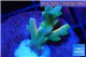 Acropora Fijii deep water premium 1-3 cm WYSIWYG acclimaté