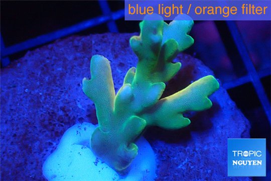 Acropora Fijii deep water premium 1-3 cm WYSIWYG acclimaté
