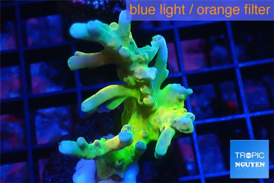Acropora Fijii deep water premium 3-4 cm WYSIWYG acclimaté