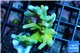 Acropora Fijii deep water premium 3-4 cm WYSIWYG acclimaté
