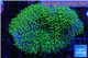 Sarcophyton green polyps 4-7 cm WYSIWYG acclimaté