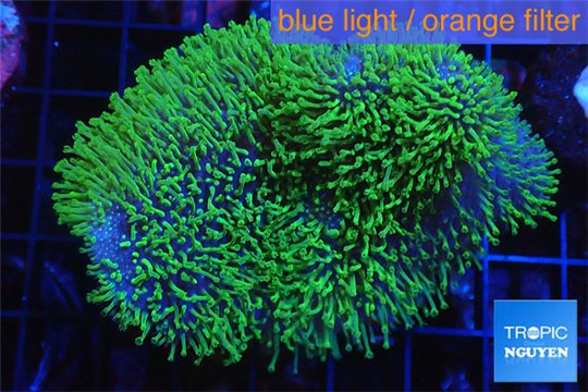 Sarcophyton green polyps 4-7 cm WYSIWYG acclimaté