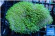 Sarcophyton green polyps 4-7 cm WYSIWYG acclimaté