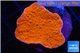 Montipora red cap 2-4 cm WYSIWYG acclimaté