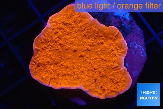 Montipora red cap 2-4 cm WYSIWYG acclimaté