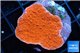 Montipora red cap 2-4 cm WYSIWYG acclimaté