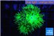Duncanopsammia green 5-6 polyps WYSIWYG acclimaté
