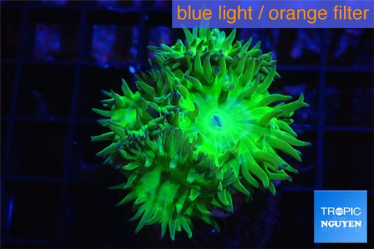 Duncanopsammia green 5-6 polyps WYSIWYG acclimaté