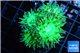 Duncanopsammia green 5-6 polyps WYSIWYG acclimaté