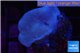 Sarcophyton green polyps 3-6 cm WYSIWYG acclimaté