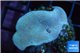 Sarcophyton green polyps 3-6 cm WYSIWYG acclimaté
