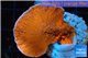 Montipora red cap 2-4 cm WYSIWYG acclimaté