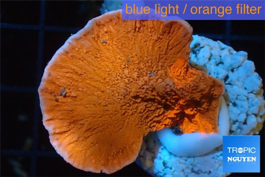Montipora red cap 2-4 cm WYSIWYG acclimaté