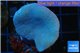 Sarcophyton green polyps 3-6 cm WYSIWYG acclimaté