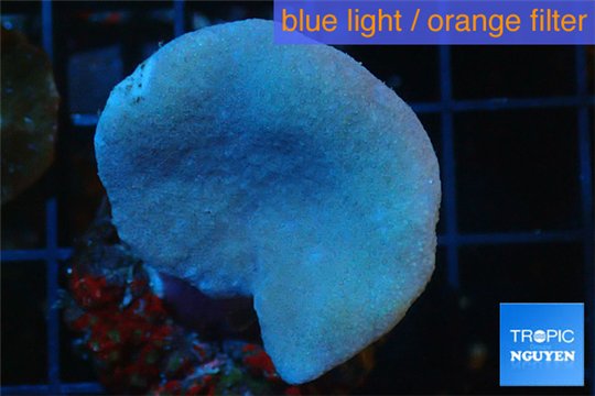 Sarcophyton green polyps 3-6 cm WYSIWYG acclimaté