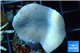 Sarcophyton green polyps 3-6 cm WYSIWYG acclimaté